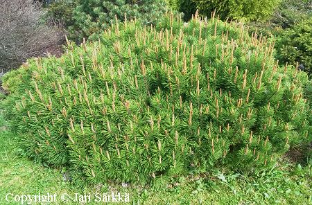 Pinus mugo 'Pumilio' kpivuorimnty 